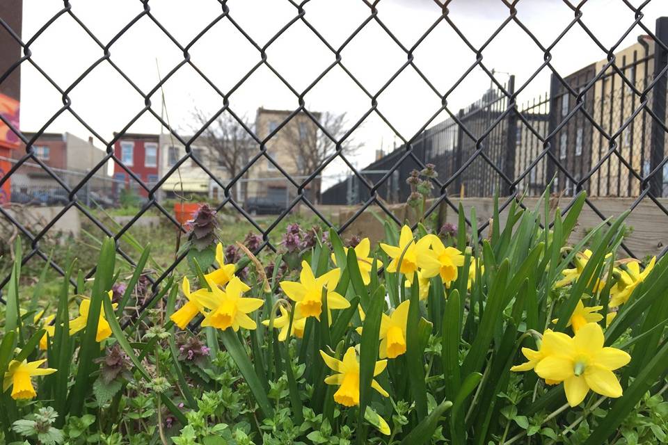 chain-link-garden-fence-flowers