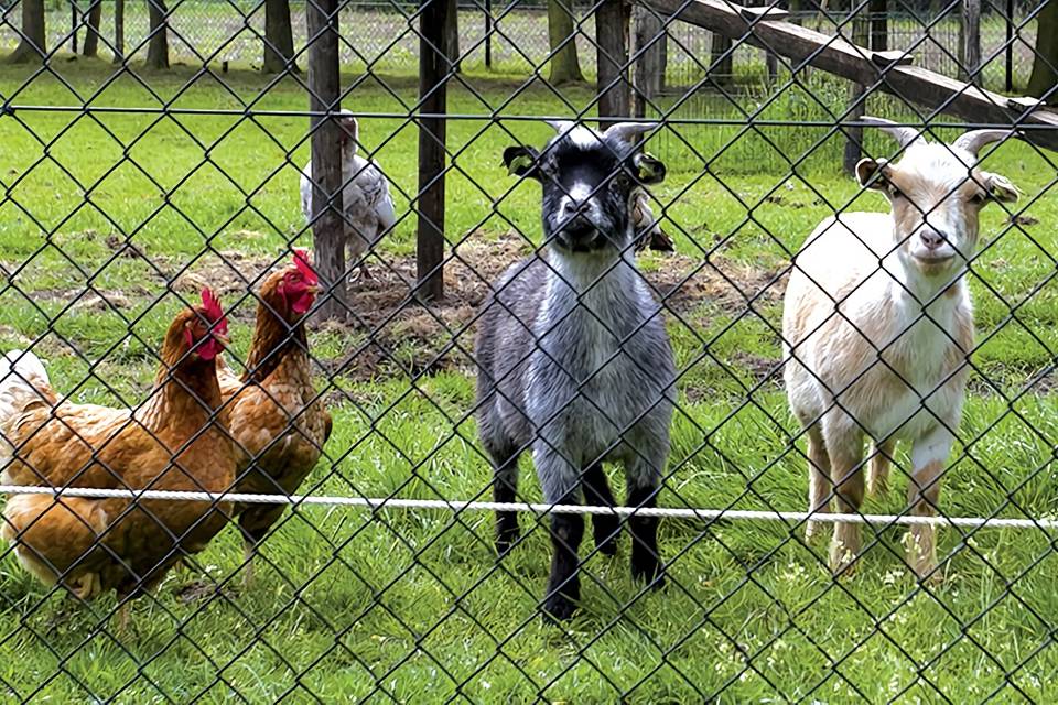 chain-link-agricultural-fence-farmland