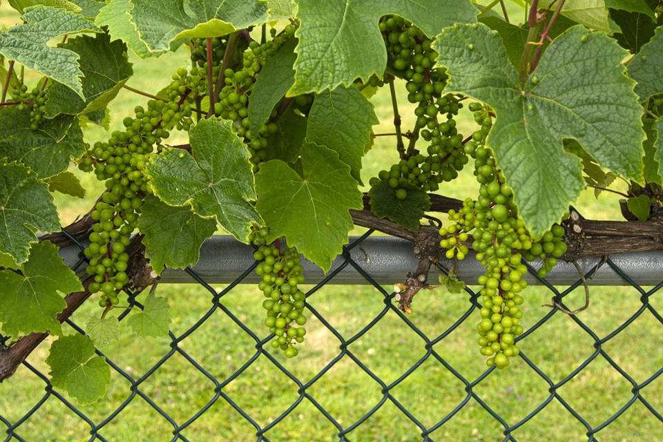 chain-link-agricultural-fence-grape-vine