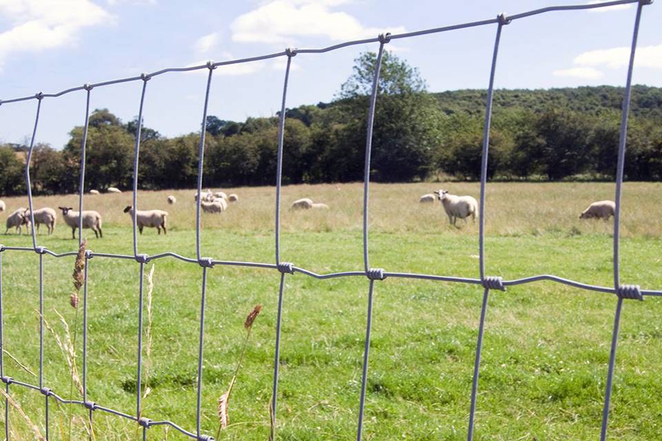 hinge-joint-knot-agricultural-fence-sheep