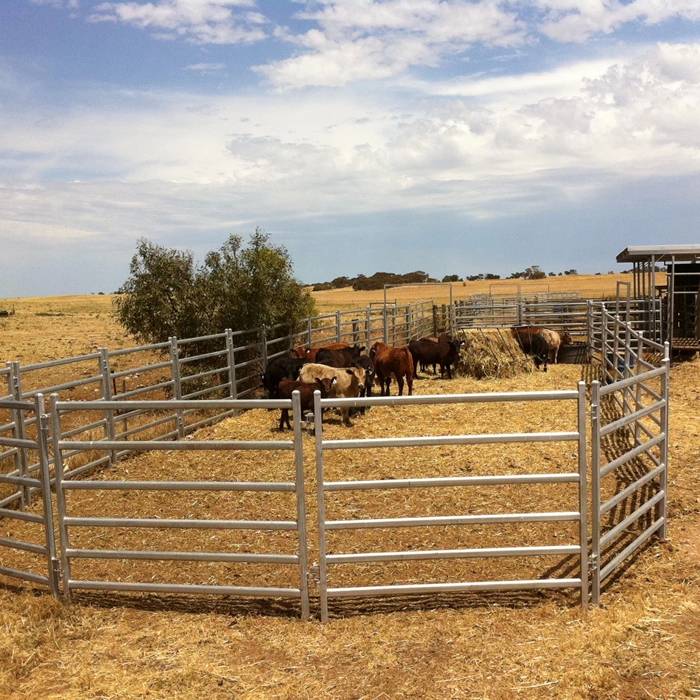 corral panels, Fence Moine corral panels, livestock corral panels, galvanized steel corral panels, heavy duty animal fencing, portable livestock panels, cattle corral fencing, horse corral panels, customizable corral panels, farm fencing panels, sheep and goat fencing, round pen panels for horses, temporary animal enclosures, livestock handling equipment, crowd control fencing for events, rodeo panels and chutes, portable ranch fencing, welded steel fence panels, custom farm gates, livestock show fencing, agricultural fair fencing, modular livestock fencing, fencing panels with gates, steel pasture panels, weather-resistant fencing